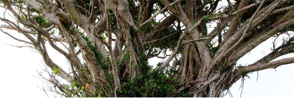 沖通 ツウ タビ とは 沖縄ツーリスト